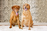 Coplen canine portraits